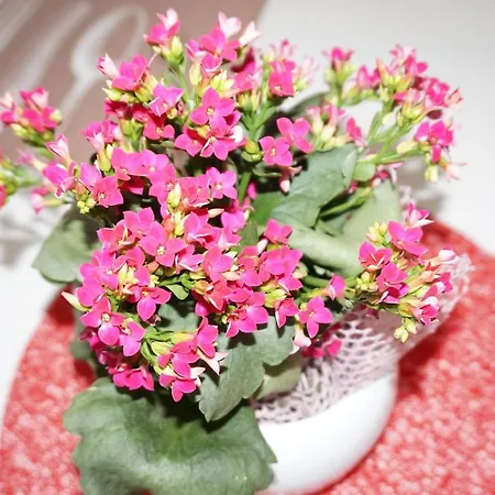 Lovely Nature Апартаменты Berck